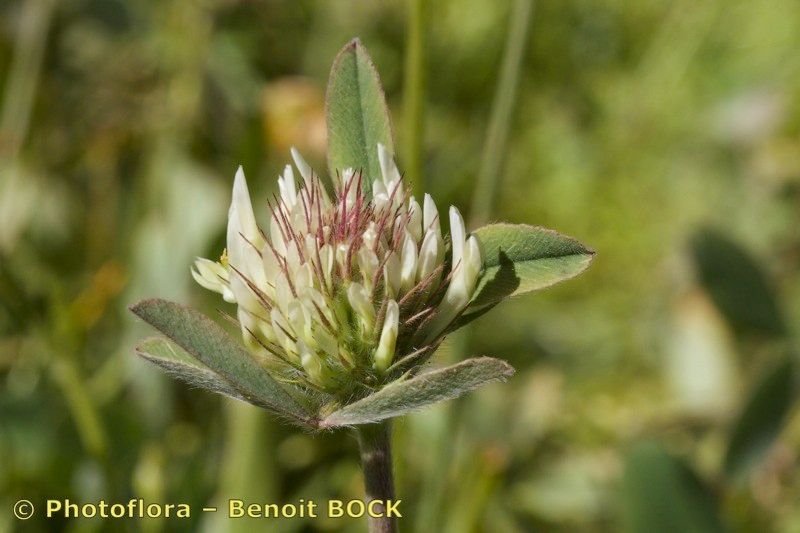 Trifolium pallidum — houseplant care guide