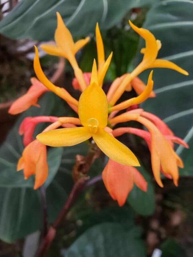 Burbidgea schizocheila flower