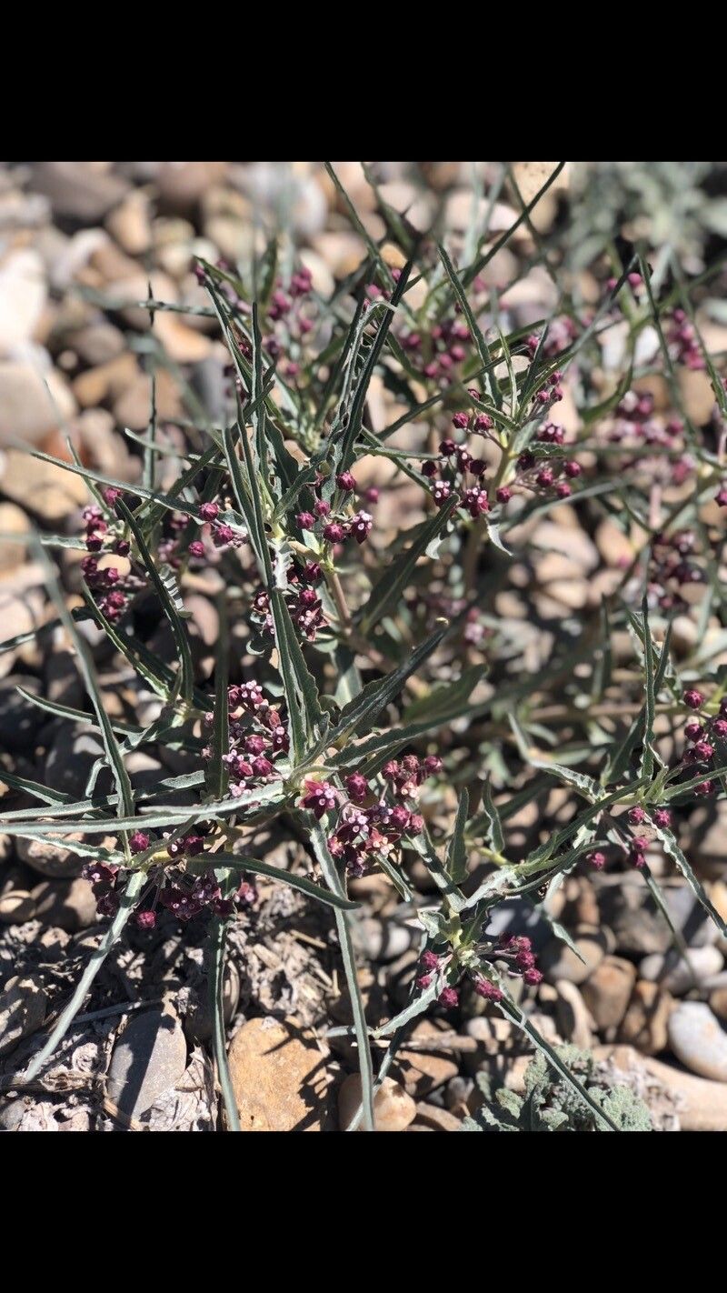 Asclepias brachystephana flower
