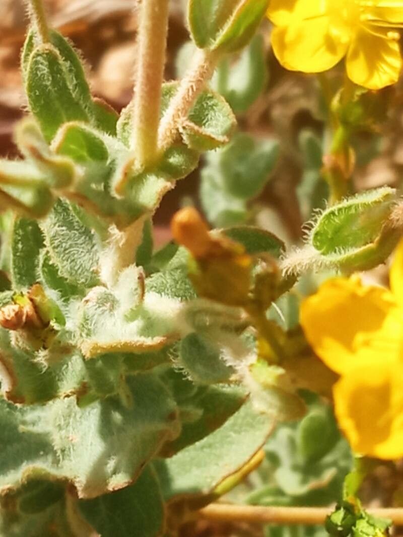 Hypericum triquetrifolium leaf