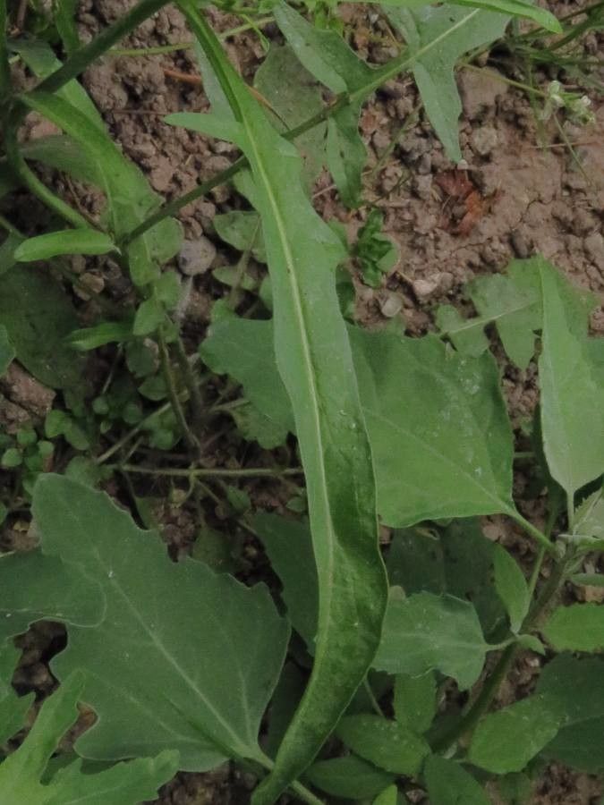 Diplotaxis muralis — cold hardy houseplant