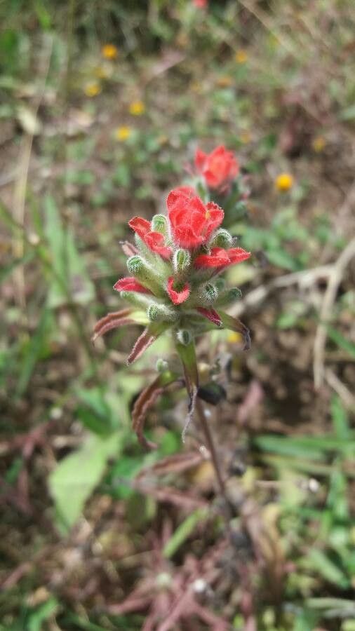 Castilleja nervata flower