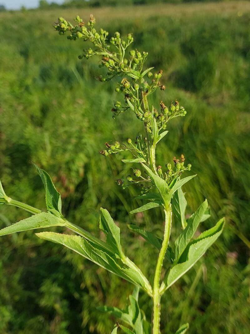 Scrophularia umbrosa flower