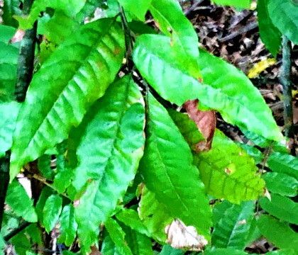 Alectryon excelsus — related species from the same genus