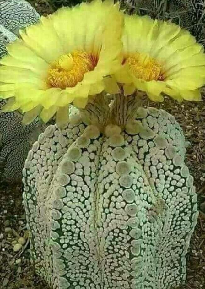 Astrophytum asterias leaf