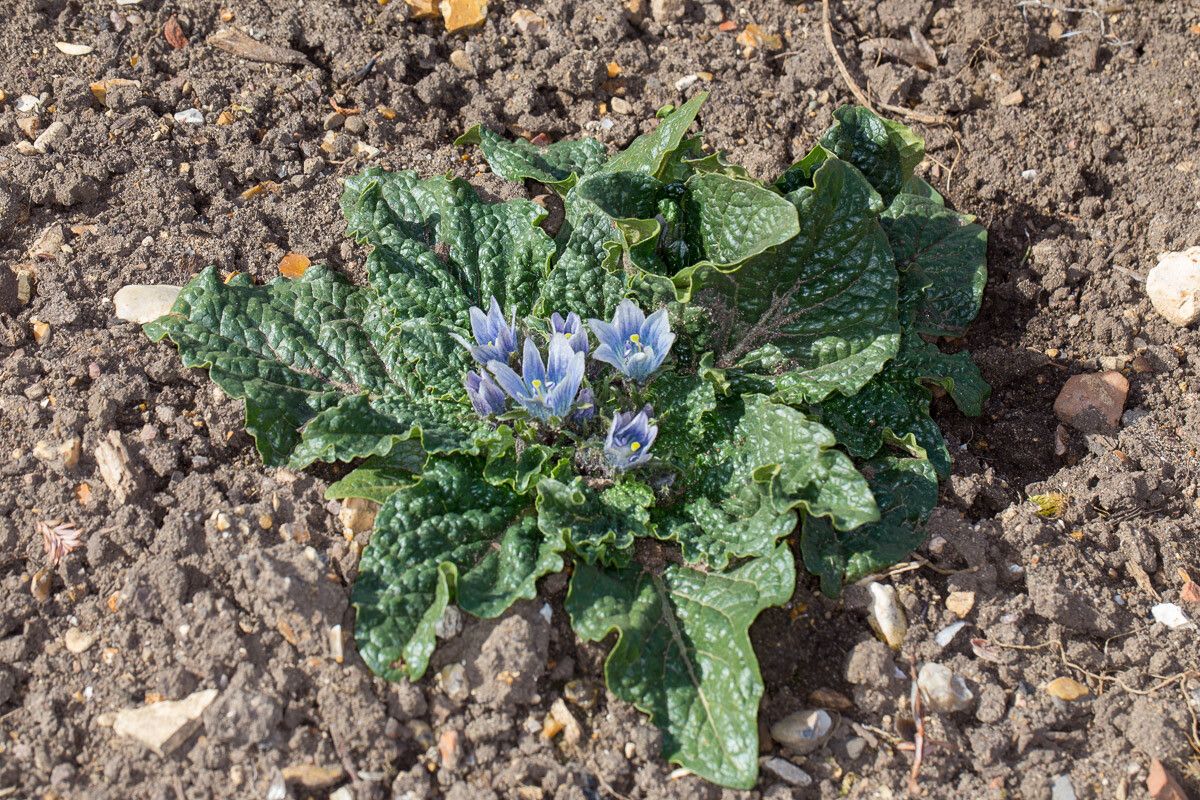 Mandragora autumnalis — related species from the same genus