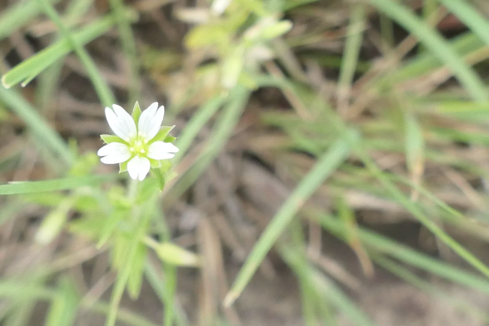 Cerastium arabidis flower