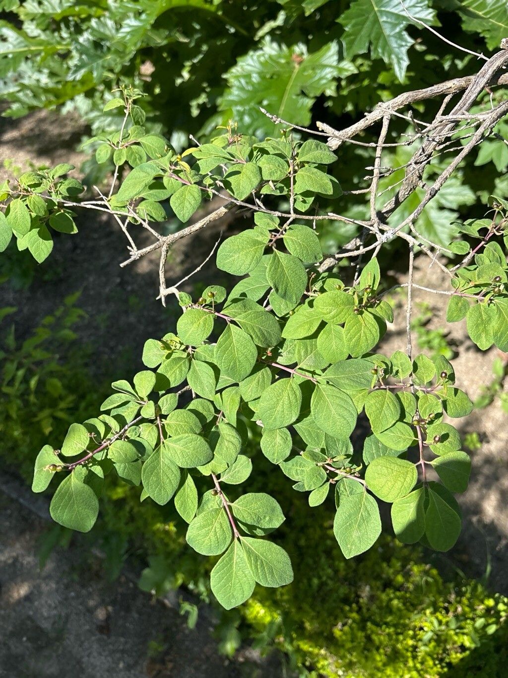 Lonicera ramosissima — search result for 'Lonicera'