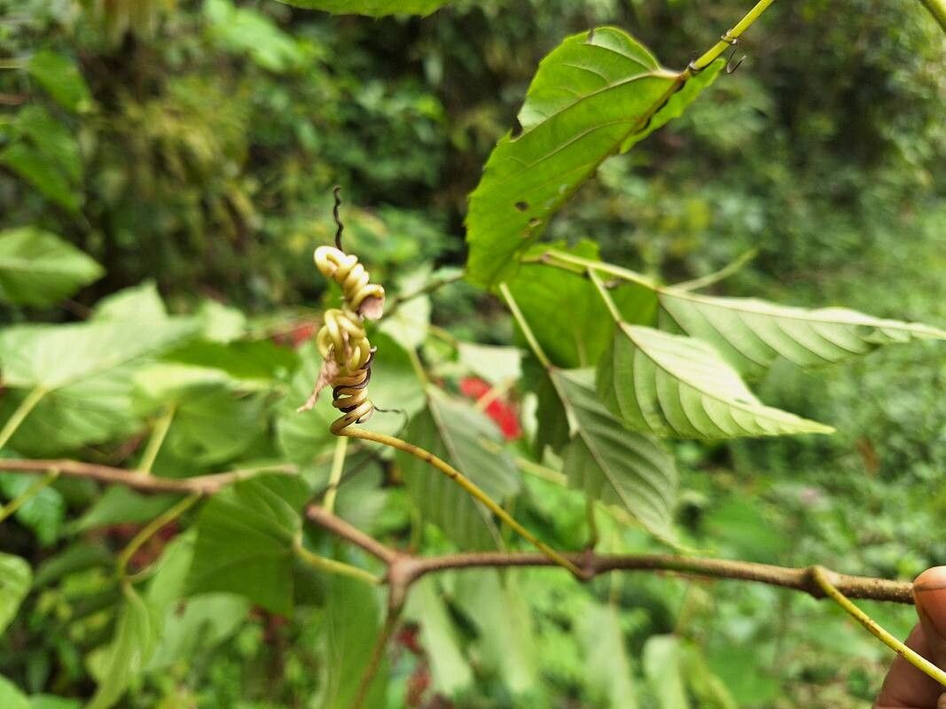 Cissus biformifolia leaf