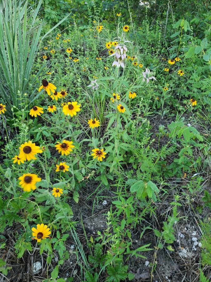 Monarda punctata habit