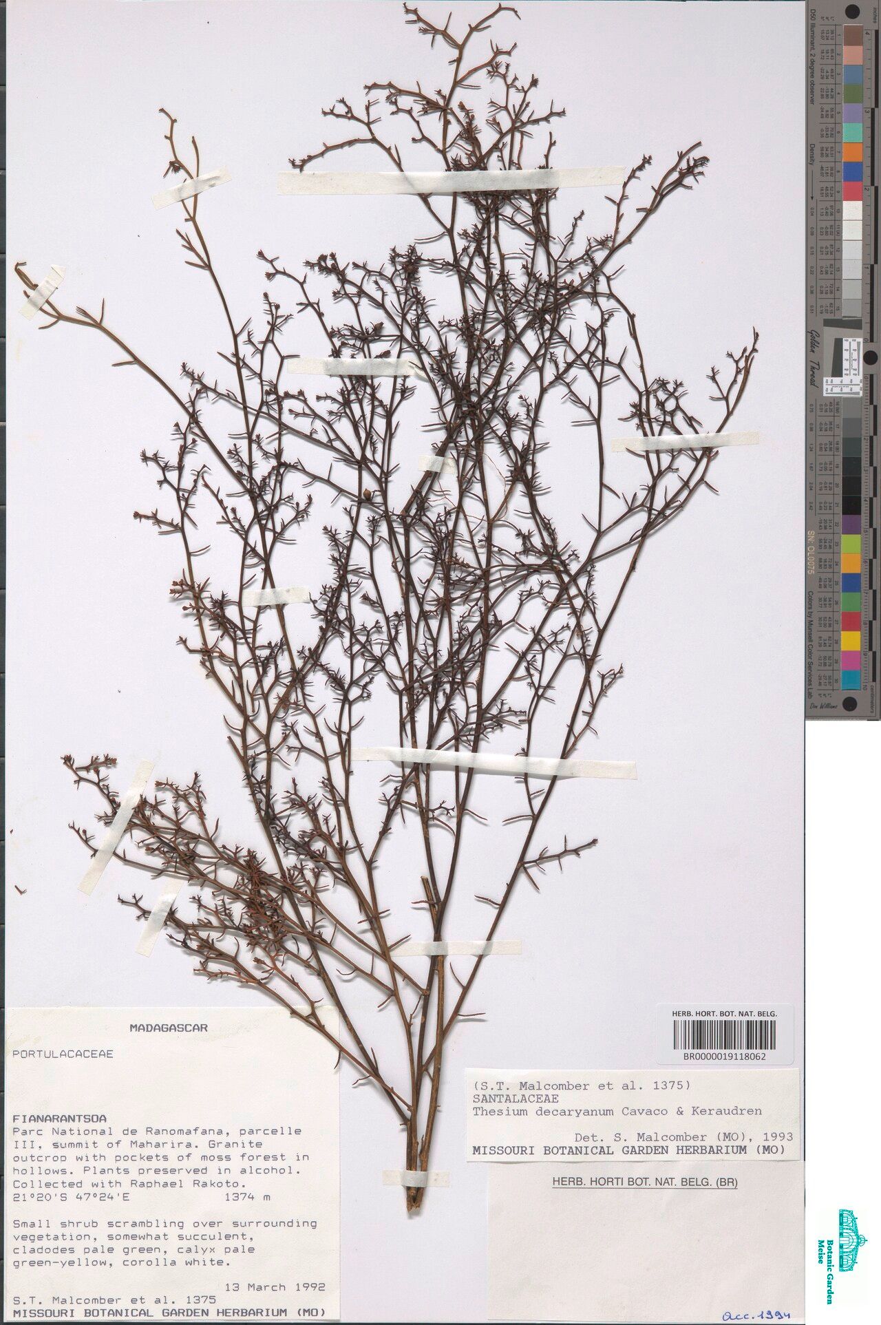 Thesium decaryanum — search result for 'Thesium'