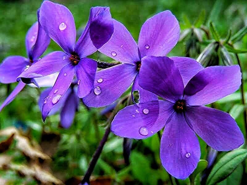 Phlox stolonifera flower