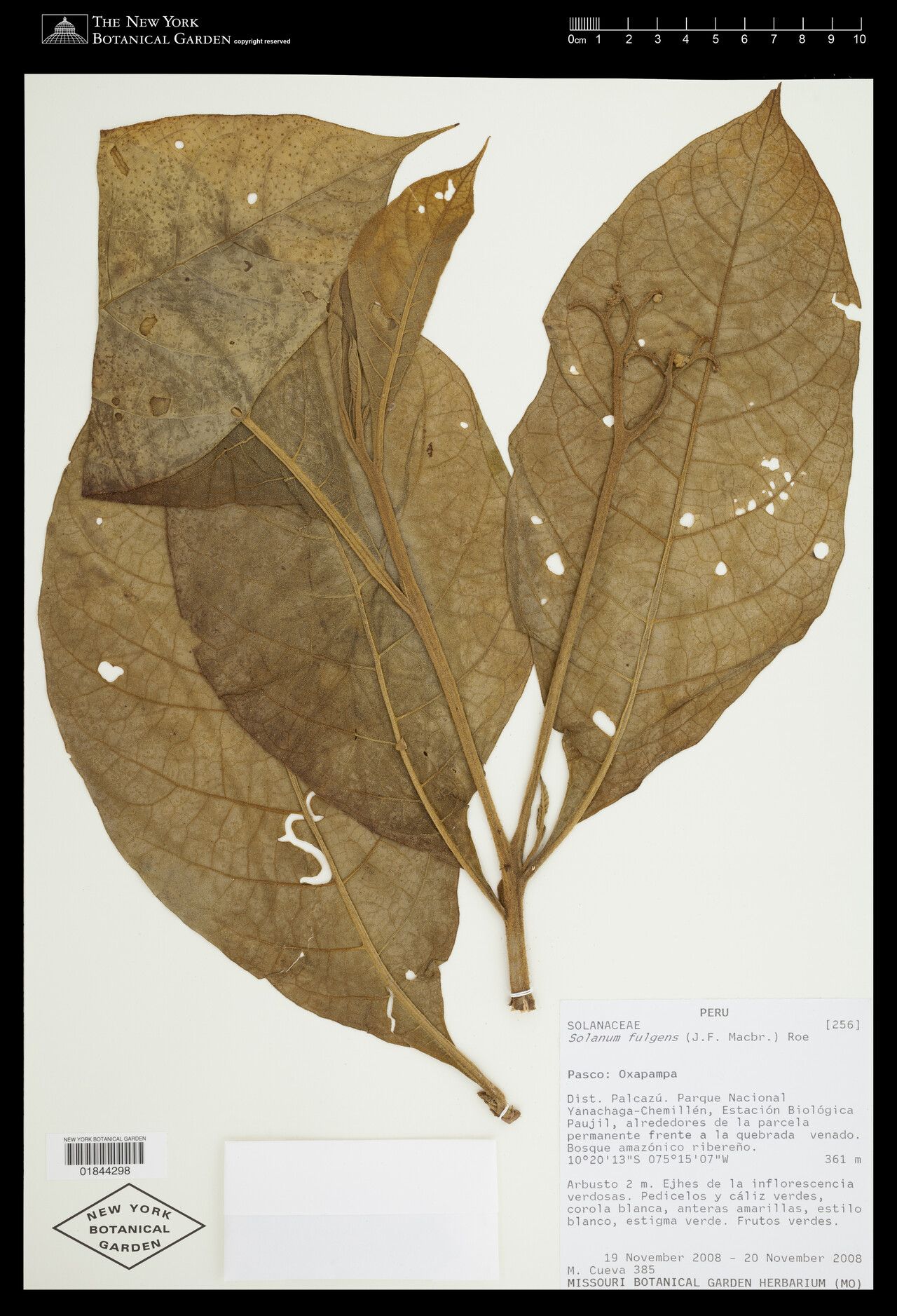 Solanum fulgens — houseplant care guide