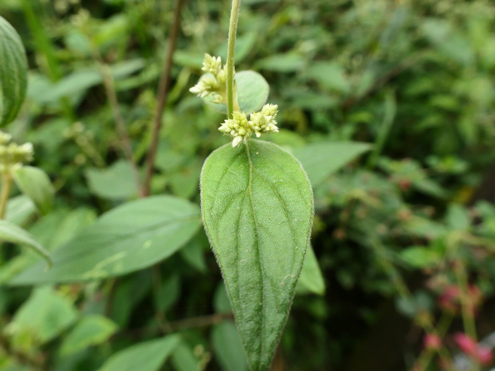 Pfaffia iresinoides — related species from the same genus