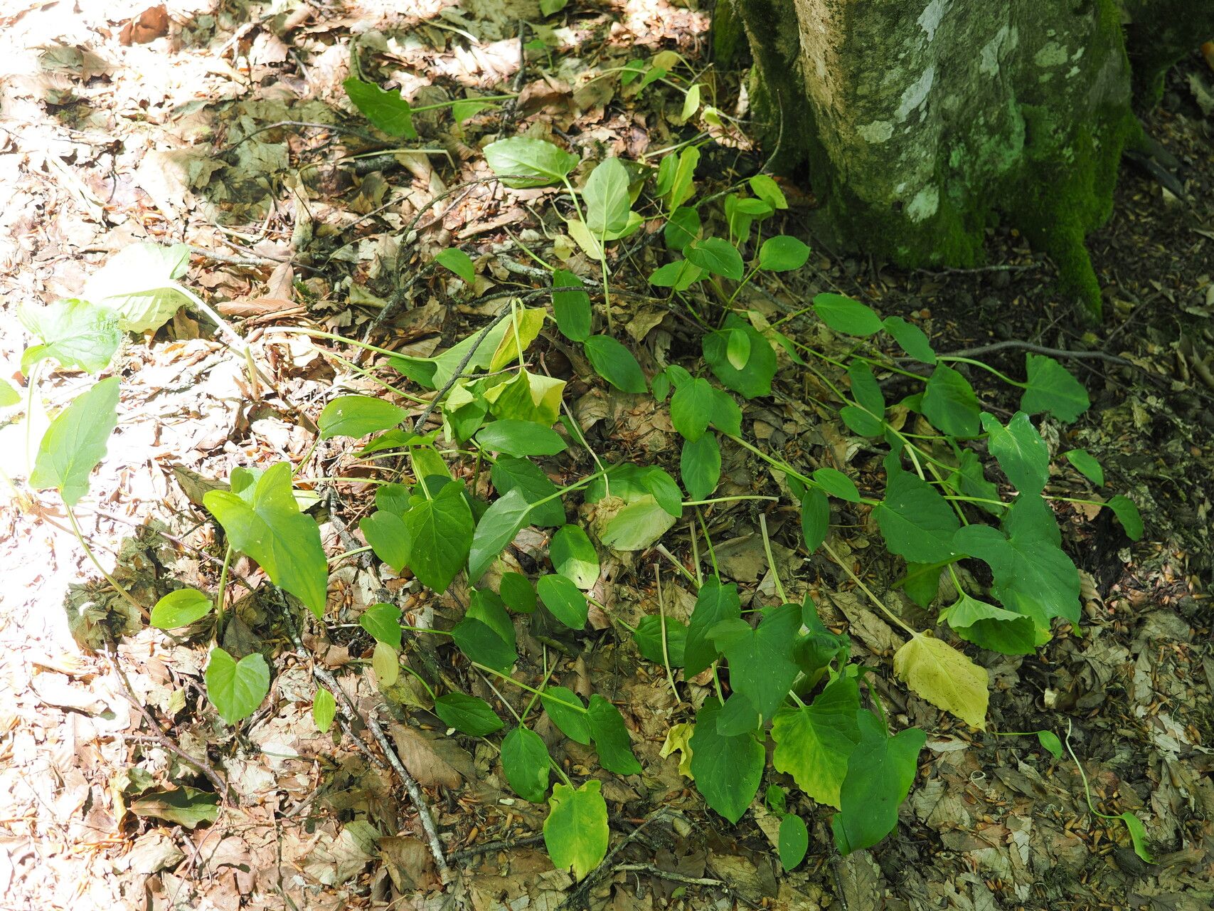 Arum megobrebi — houseplant care guide
