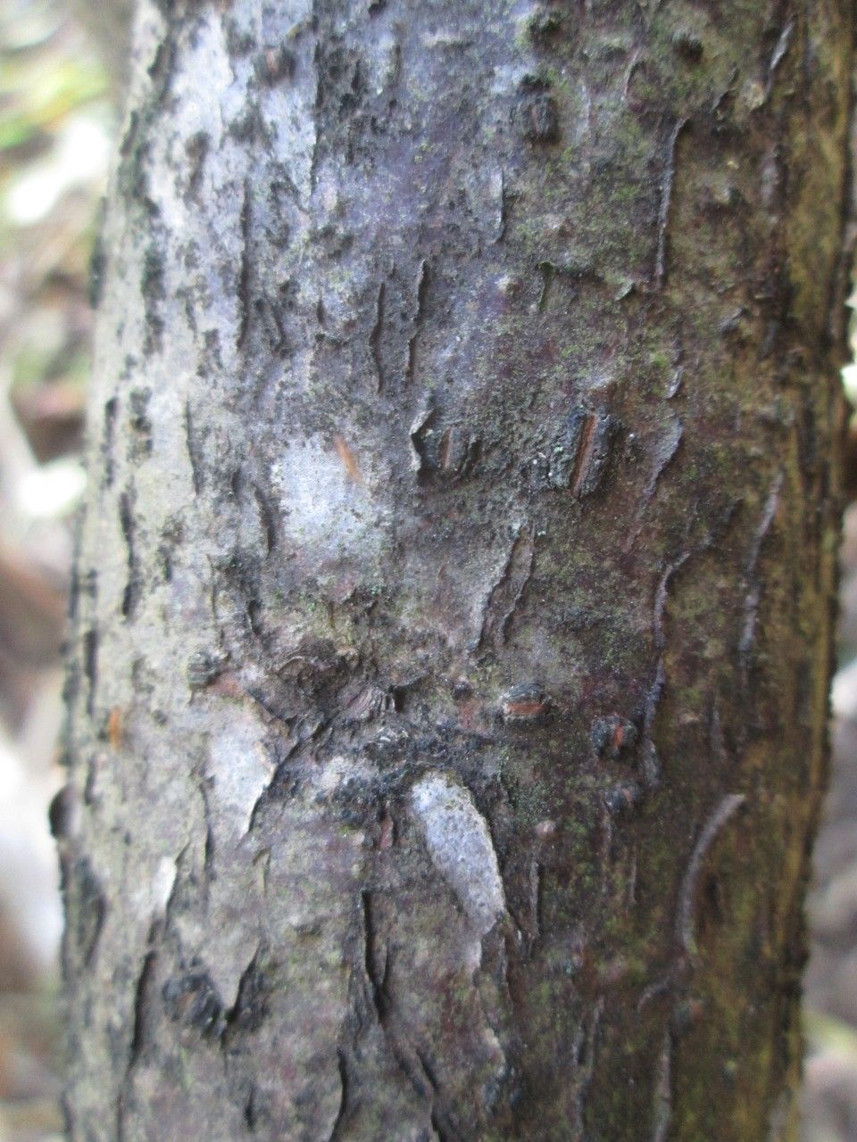 Pouzolzia laevigata bark