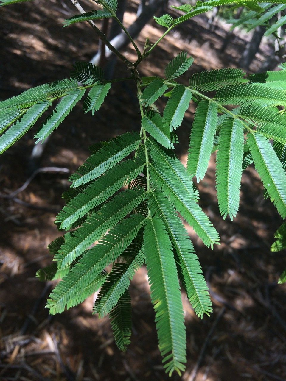 Albizia niopoides leaf