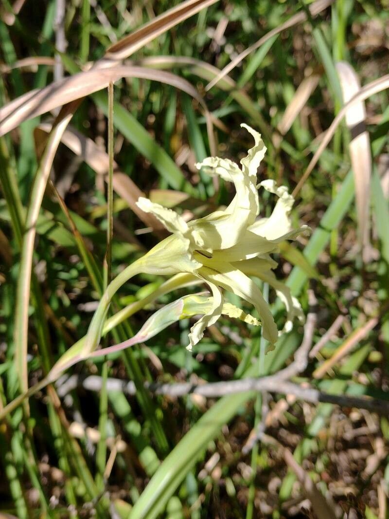 Gladiolus undulatus flower