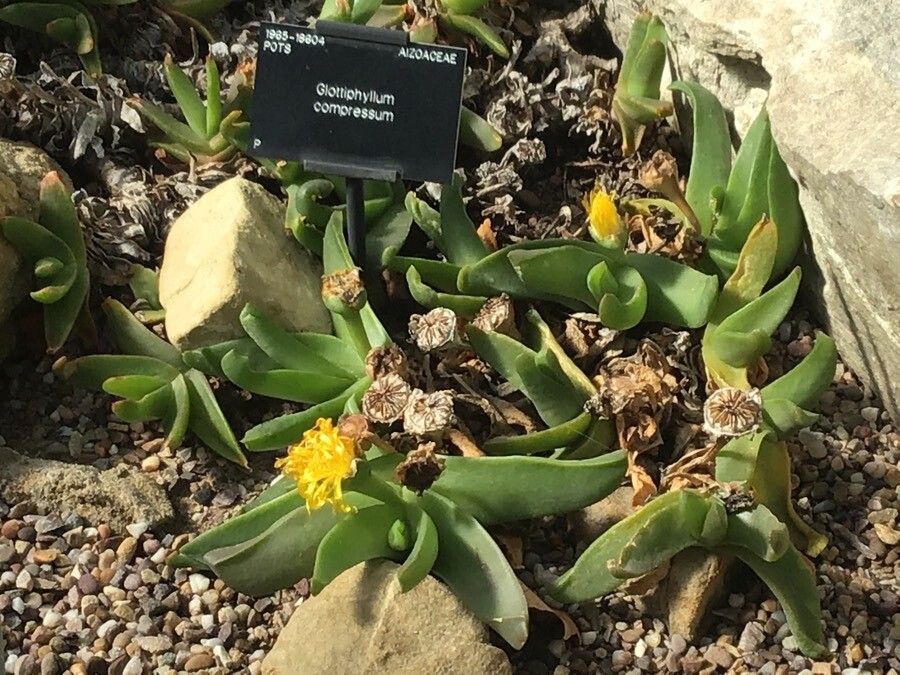 Glottiphyllum regium — search result for 'Aizoaceae'