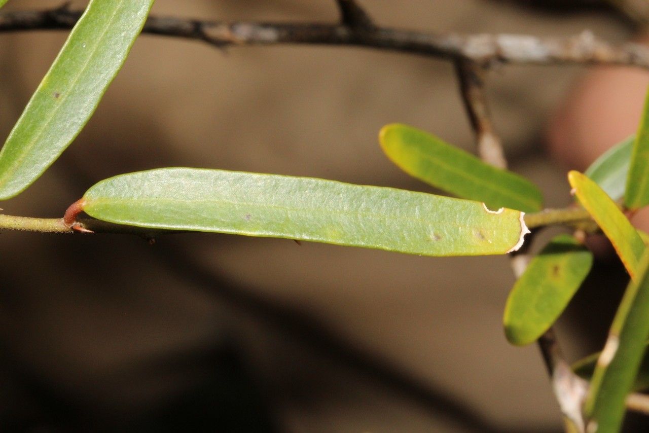 Capparis parvifolia — search result for 'Capparis'