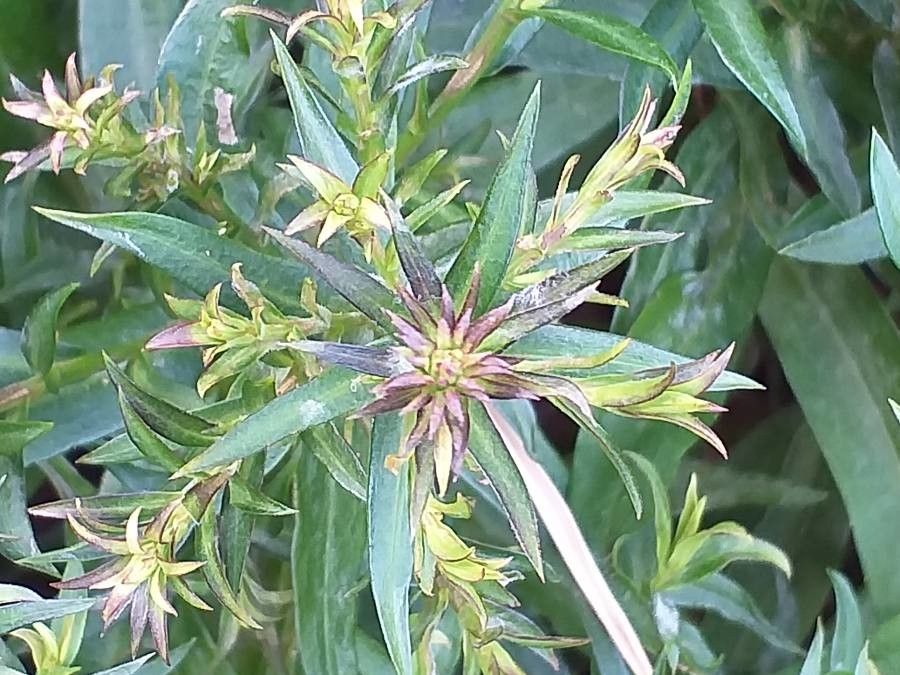 Aster tataricus flower