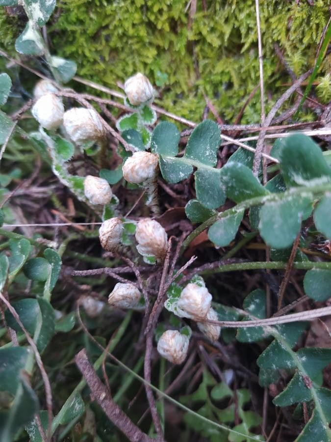 Asplenium ceterach flower
