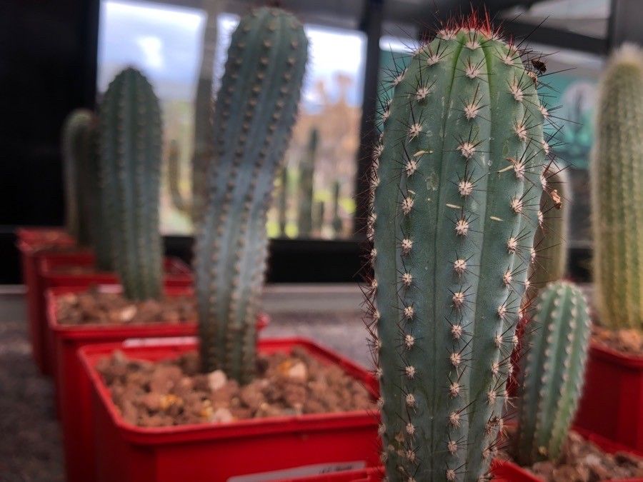 Cipocereus bradei — houseplant care guide