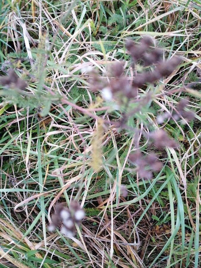 Carum verticillatum fruit