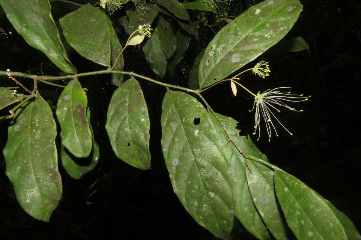 Morisonia pittieri — houseplant care guide