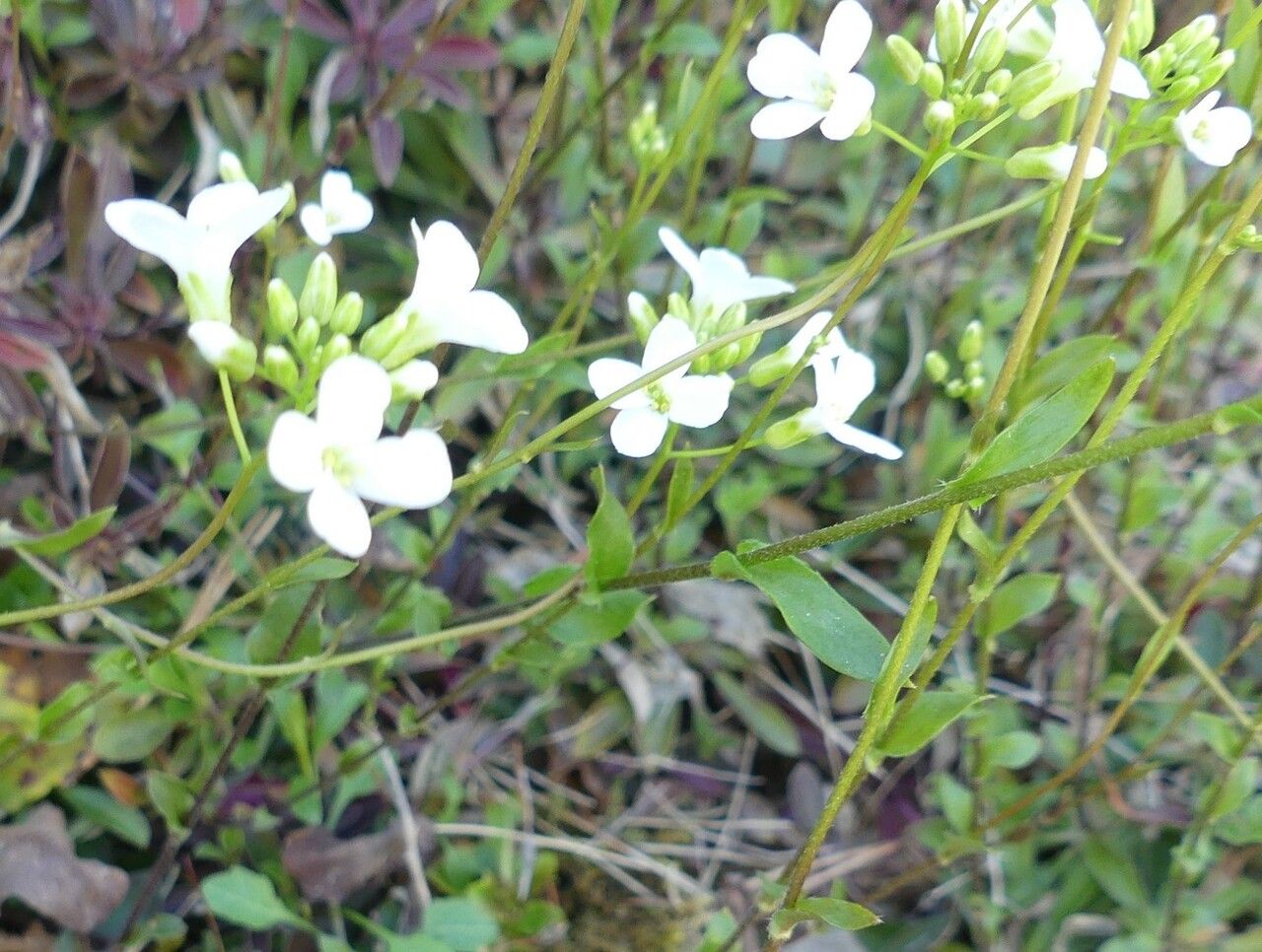 Arabis procurrens other