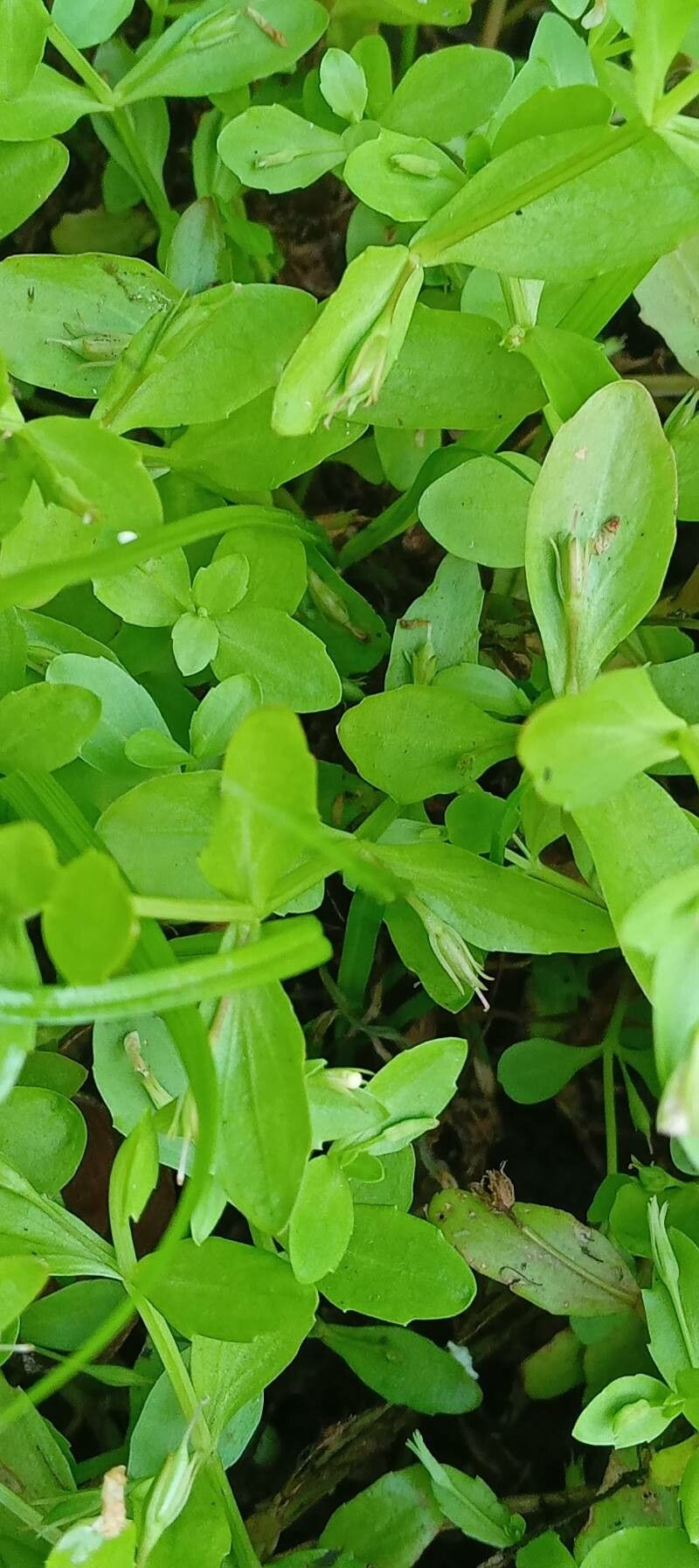 Lindernia dubia — search result for 'Linderniaceae'