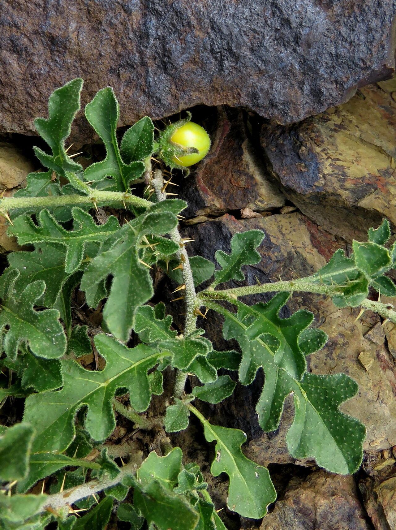 Solanum supinum — houseplant care guide