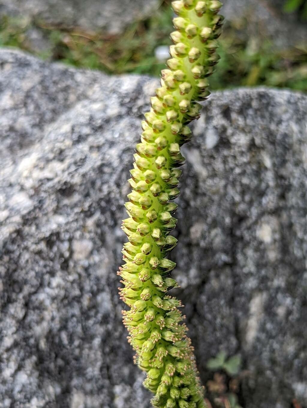 Orostachys spinosa flower