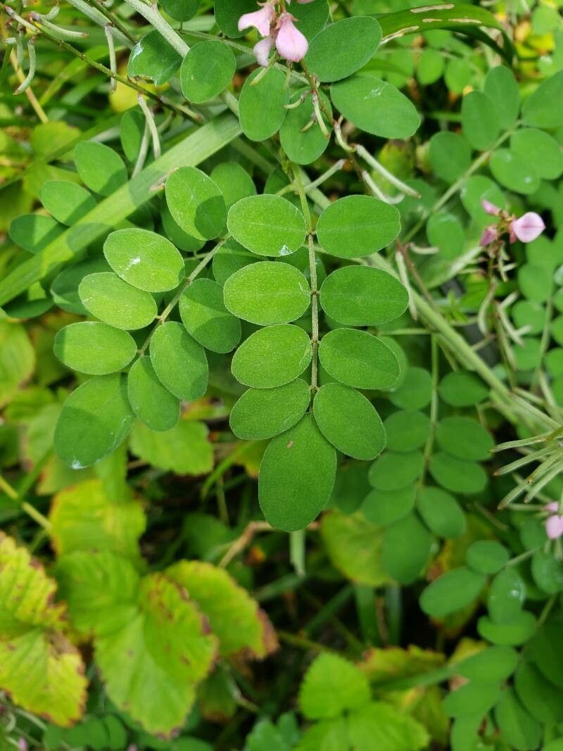Indigofera bungeana — search result for 'Indigofera'