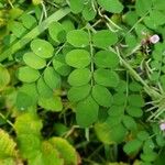 Indigofera pseudotinctoria