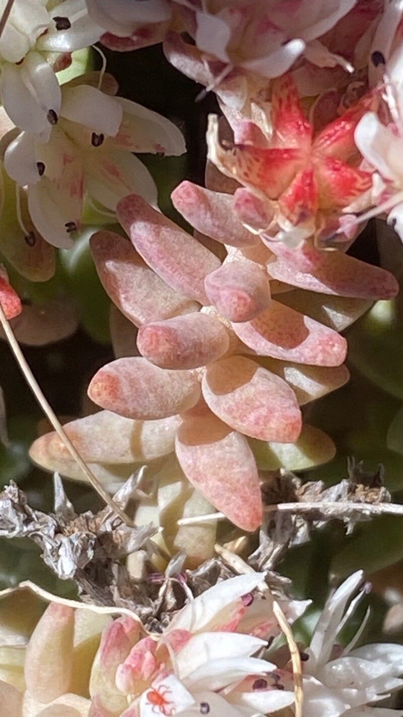 Sedum farinosum leaf