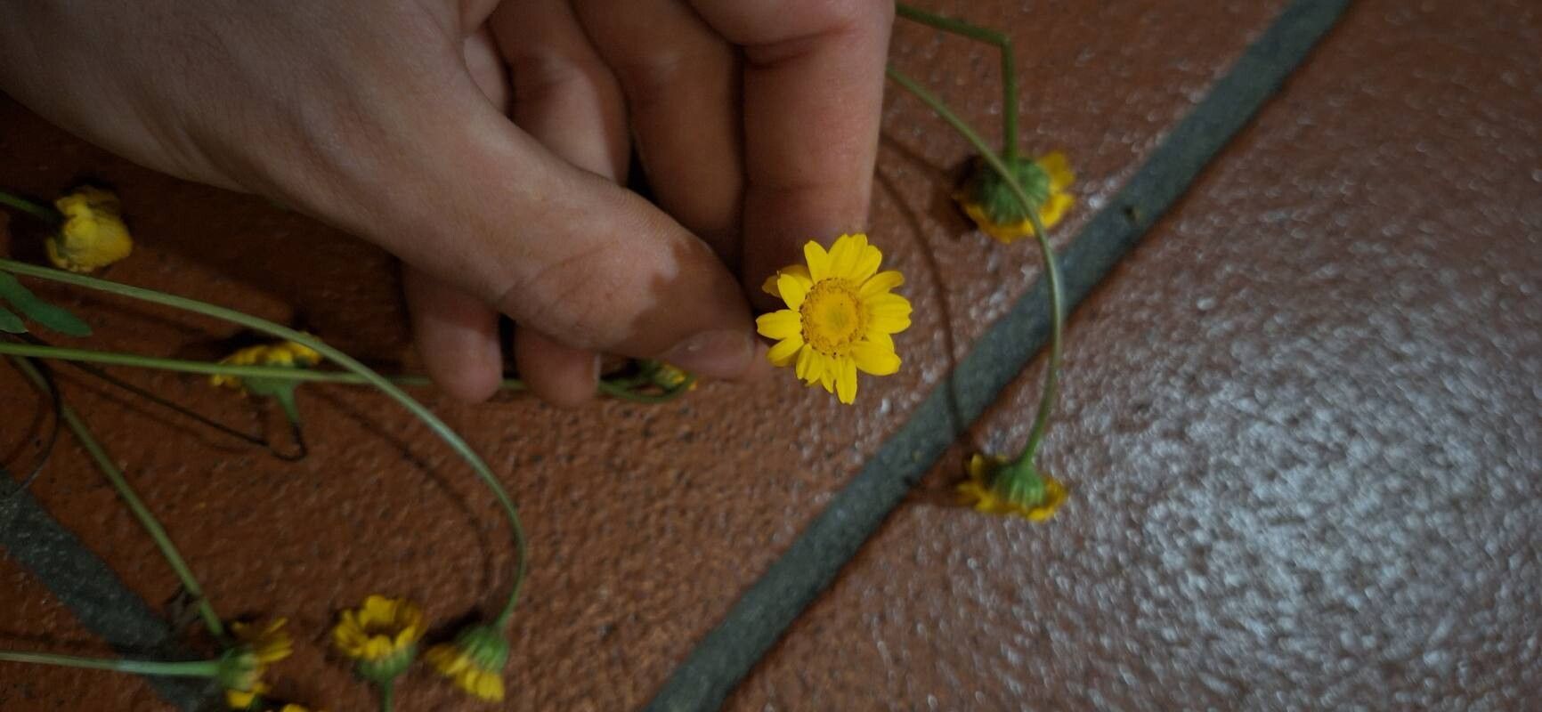 Chrysanthemum myconis flower