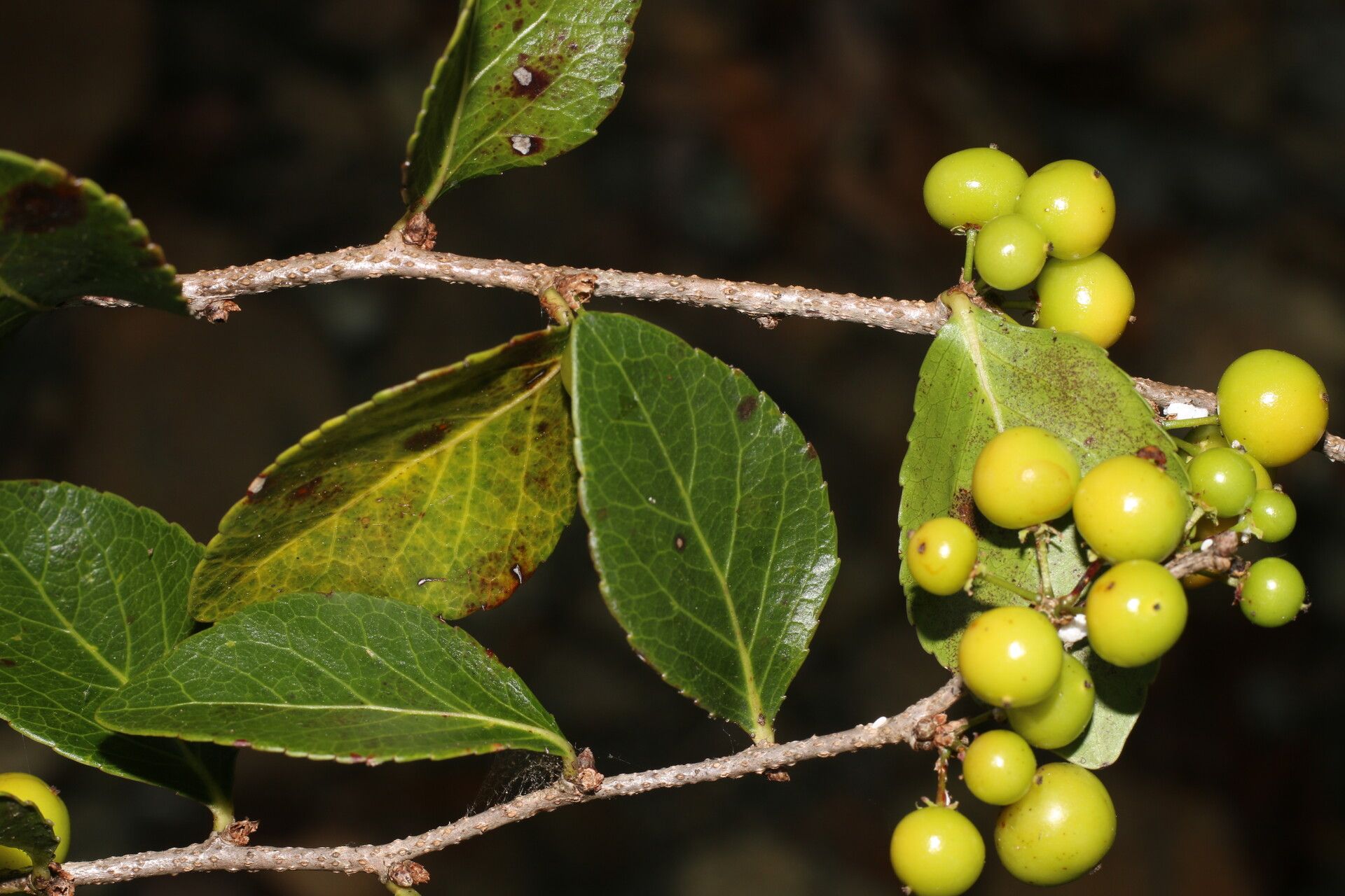 Xylosma horrida — search result for 'Xylosma'