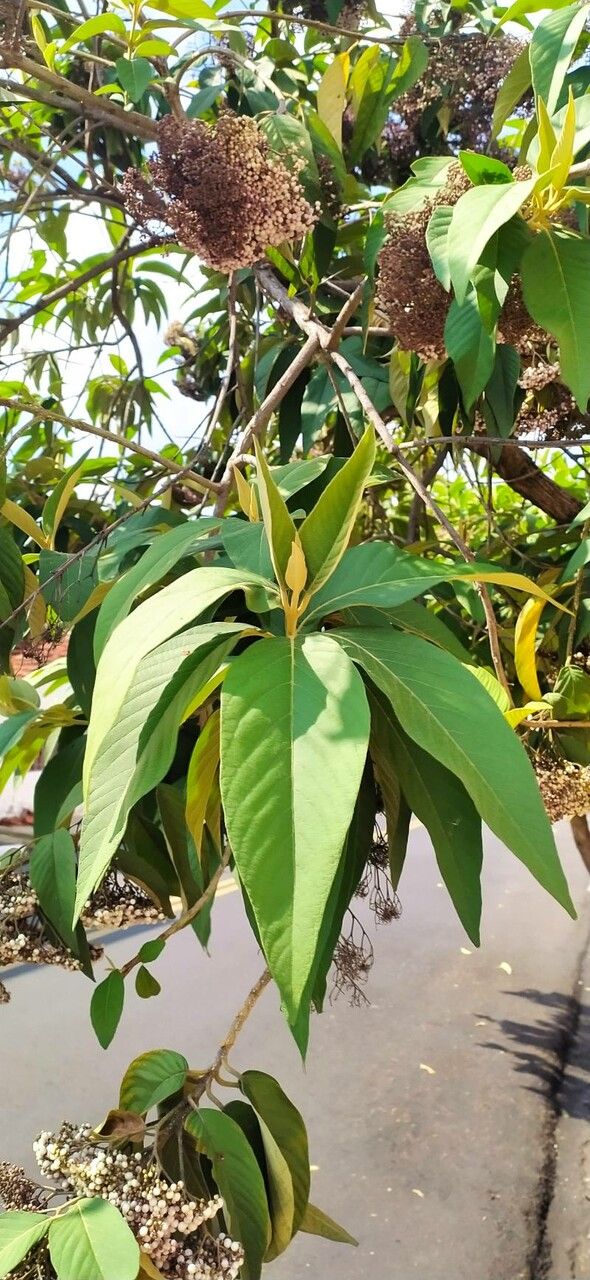 Callicarpa formosana — search result for 'Callicarpa'