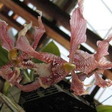 Paphinia herrerae flower