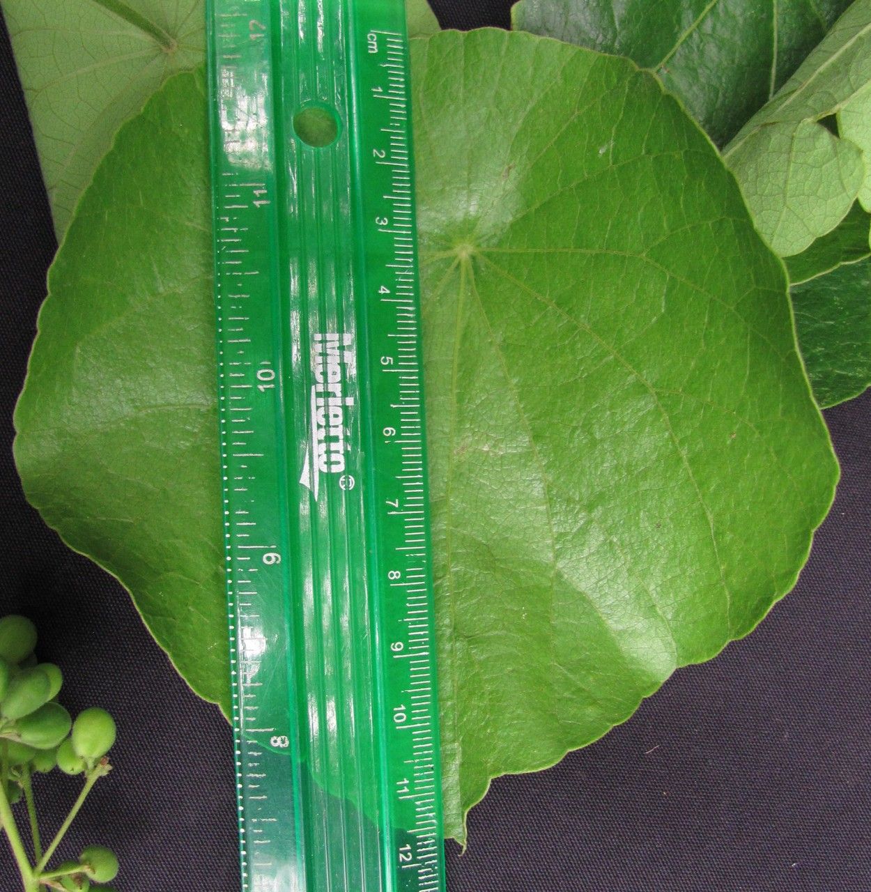 Cissampelos grandifolia leaf