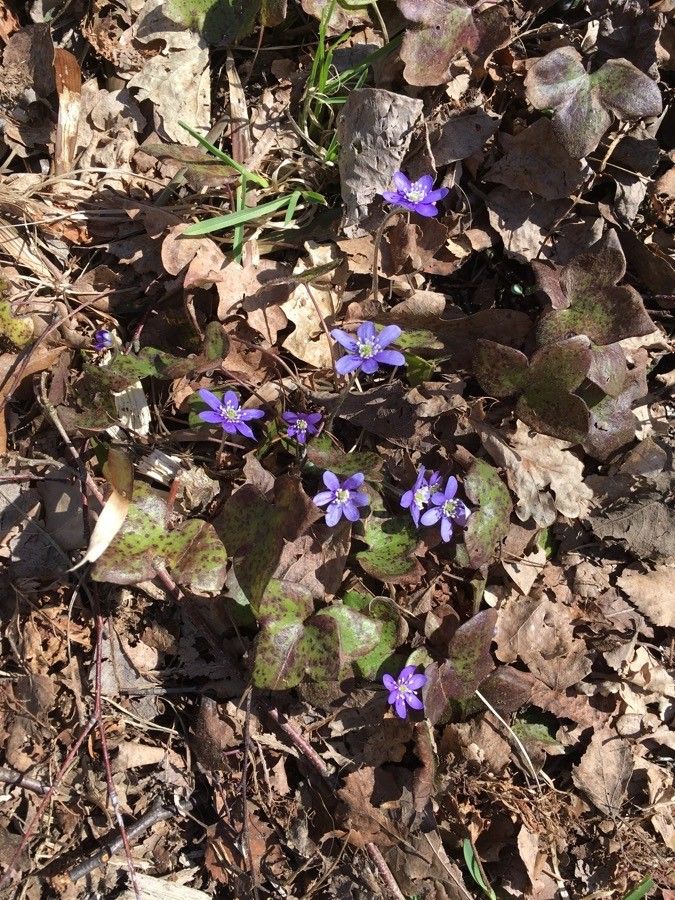 Hepatica nobilis habit