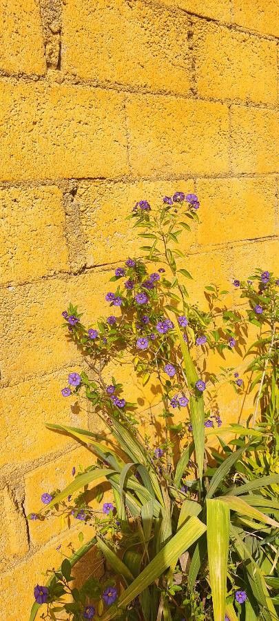 Quincula lobata flower