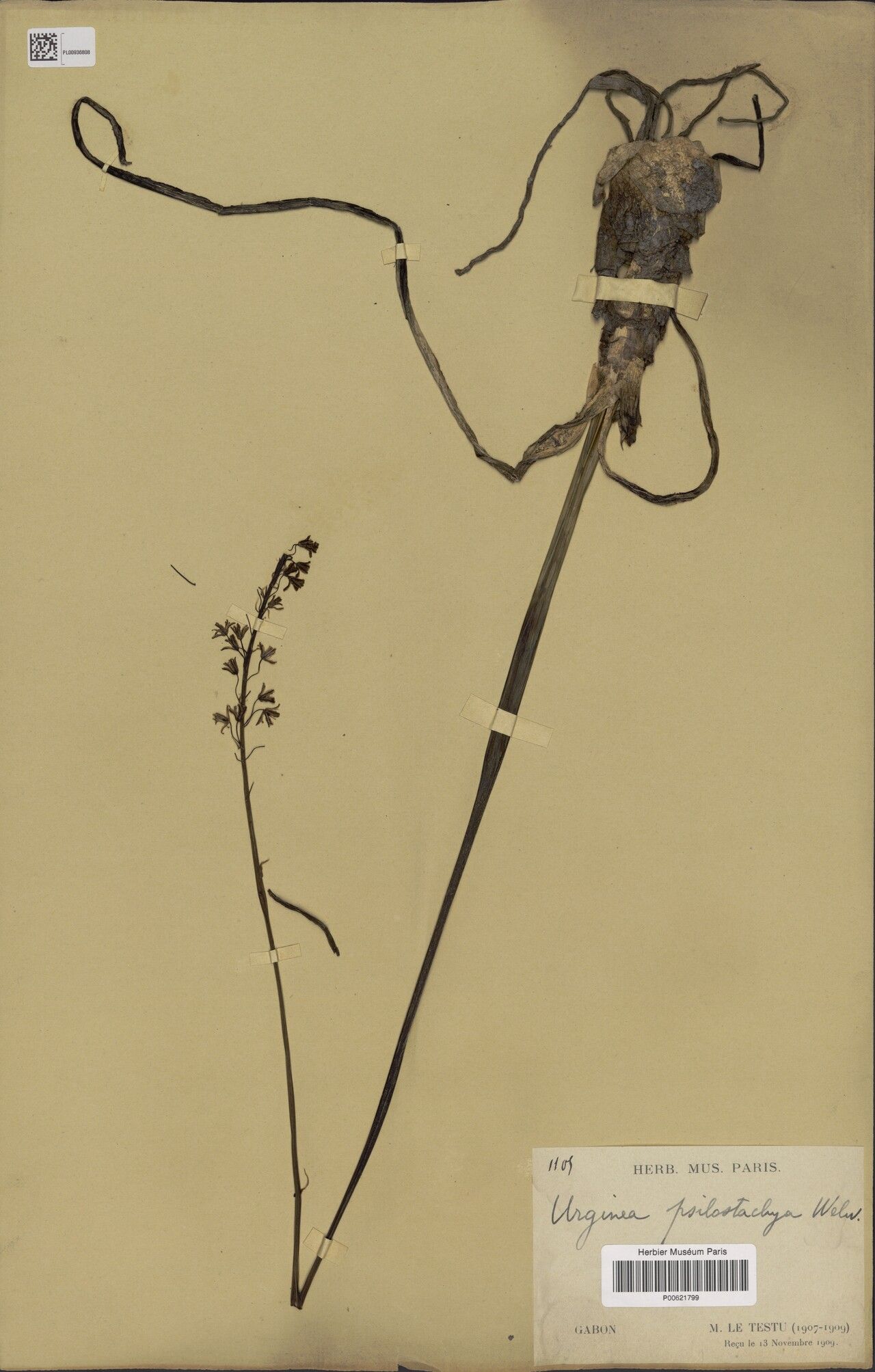 Drimia psilostachya — search result for 'Drimia'