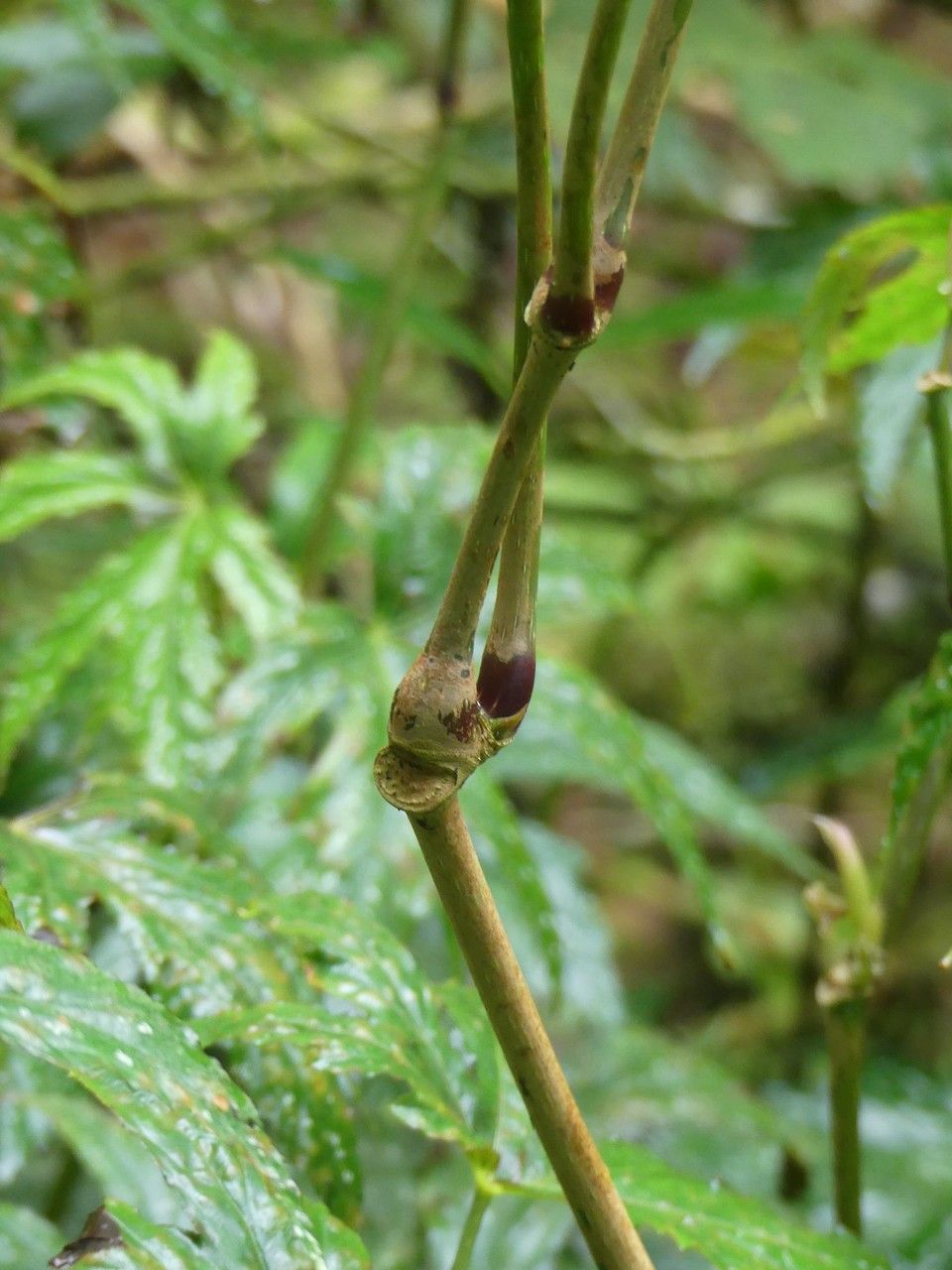 Begonia diadema bark