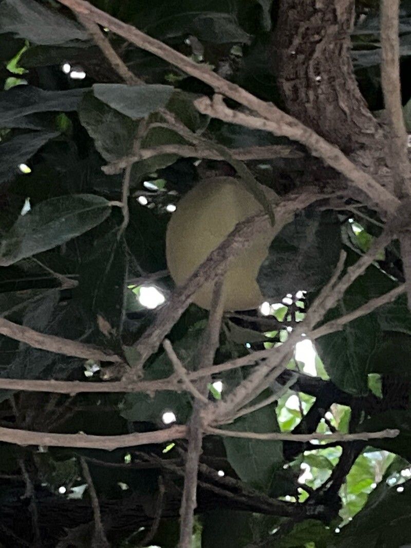 Pouteria glomerata fruit