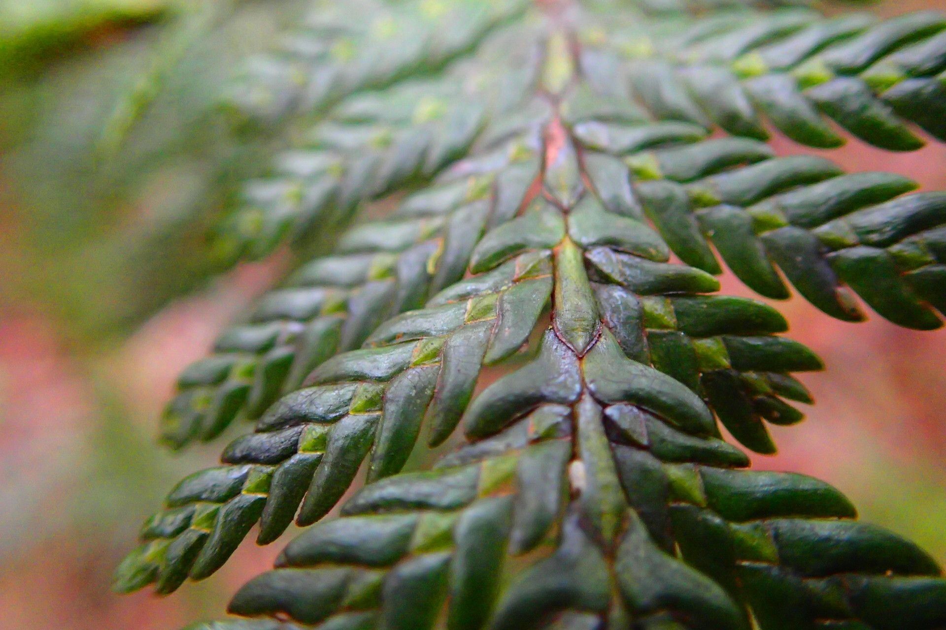 Libocedrus austrocaledonica leaf