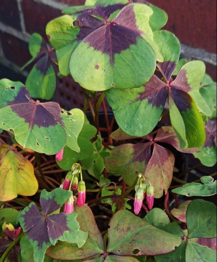 Oxalis tetraphylla flower