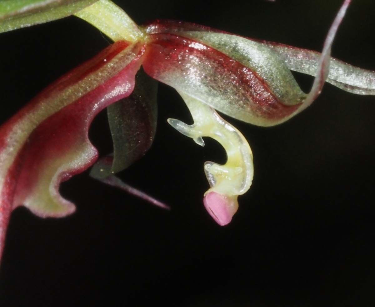 Acianthus bracteatus — related species from the same genus