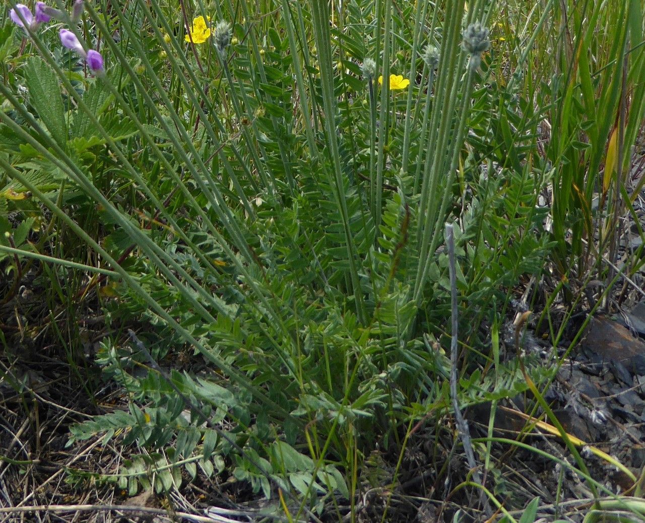 Oxytropis songorica — houseplant care guide
